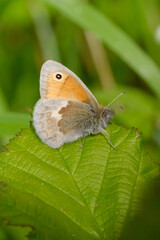 Small Heath Butterfly on green leaf
