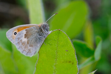 Small Heath Butterfly on green leaf