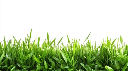 Fototapeta premium Green Grass Blades Against a White Background