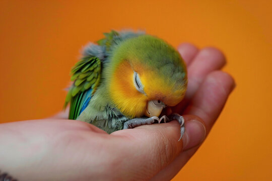 a small bird is sitting on a persons hand