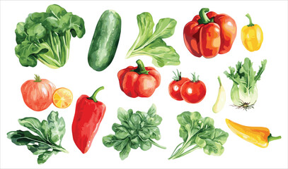 Vegetable Watercolor Illustration isolated on white background