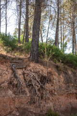 Árboles con las raíces al descubierto por la erosión del terreno	