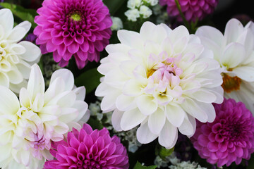 flowers are pink and white dahlias