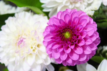 Obraz premium flowers are pink and white dahlias
