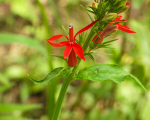 Lobelia cardinalis (Cardinal Flower) Native North American Wetland Wildflower