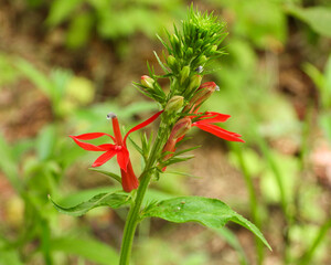 Lobelia cardinalis (Cardinal Flower) Native North American Wetland Wildflower