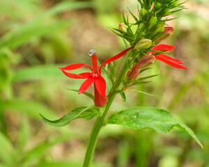 Lobelia cardinalis (Cardinal Flower) Native North American Wetland Wildflower