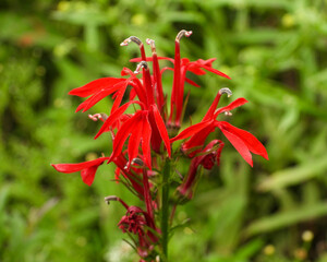 Lobelia cardinalis (Cardinal Flower) Native North American Wetland Wildflower