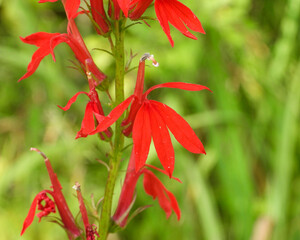 Lobelia cardinalis (Cardinal Flower) Native North American Wetland Wildflower
