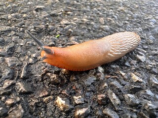 A close up view of a orange slug mocing its way over a tarred path