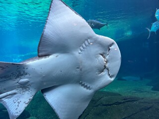 Fototapeta premium sting ray