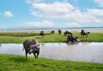 Herd of Thai Buffalo resting, grazing near water and swimming inside a lake at Tha rit campground as know as New Zealand in Thailand in Lopburi Province, Thailand.