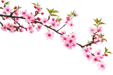 Branch of a peach tree with vibrant pink flowers on a corner border, blooming on a transparent background