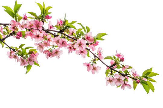 peach flower background png