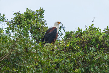 African fish eagle
