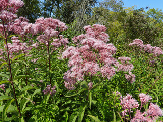 Obraz premium Eutrochium maculatum (Spotted Joe-pye Weed) Native North American Wetland Wildflower