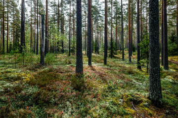 Fototapeta premium Pine tree forest in autumn
