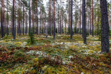 Obraz premium Pine tree forest in autumn