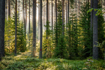 Obraz premium Pine tree forest in autumn