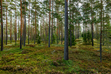 Pine tree forest in autumn