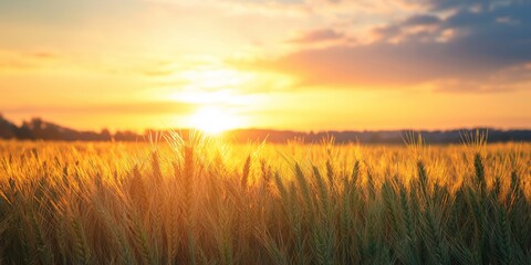 A serene field of wheat bathed in the golden hues of a setting sun, capturing the tranquility of a rural landscape.