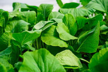Fresh green vegetable salad growing in farm.Vegetables plantation in garden, Organic plant cultivation farm.