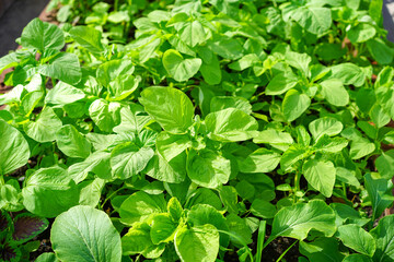 Chinese kale fresh young growing in the nursery farm. Small seedlings of green vegetables plantation in garden, Organic plant cultivation.