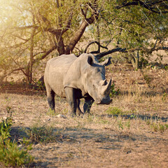 Obraz premium Rhino, conservation and protected in wilderness for survival, poaching prevention and safe environment. Endangered species, ecosystem and animal in nature for awareness in wildlife reserve in Africa