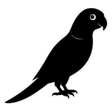 recommend clip art: conure  