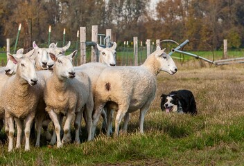 Obraz premium A flock of sheep being held in position by a Border Collie sheep dog.