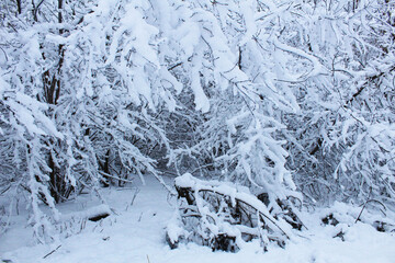 Winter Landscape Trees in Snow. The trees are beautifully sprinkled with snow after the snowfall. Snowy winter landscape