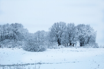 The trees in the field are covered with snow. Black and White Winter Landscape with Trees and Field