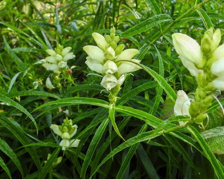 Chelone glabra (White Turtlehead) Native North American Wetland Wildflower