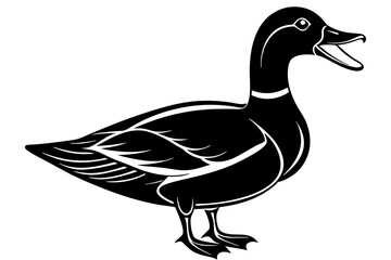 duck isolated on white