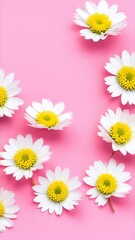Fototapeta premium daisy flowers isolated on white