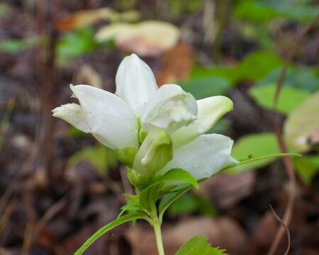 Chelone glabra (White Turtlehead) Native North American Wetland Wildflower