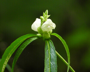Obraz premium Chelone glabra (White Turtlehead) Native North American Wetland Wildflower