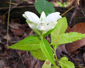 Chelone glabra (White Turtlehead) Native North American Wetland Wildflower
