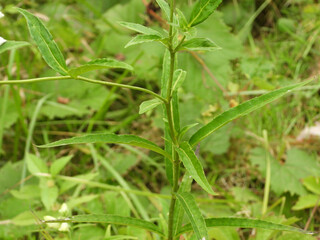 Chelone glabra (White Turtlehead) Native North American Wetland Wildflower