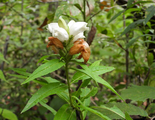 Chelone glabra (White Turtlehead) Native North American Wetland Wildflower