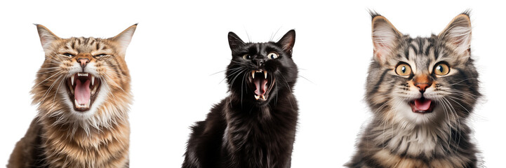 Portrait photo of a screaming cat. Transparent background