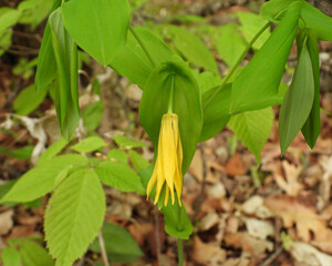 Uvularia grandiflora (Large-flowered Bellwort) Native North American Woodland Spring Wildflower