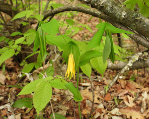 Uvularia grandiflora (Large-flowered Bellwort) Native North American Woodland Spring Wildflower