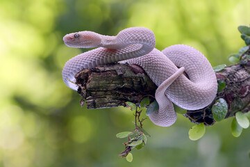 White mangrove pit viper on a tree