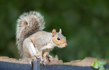 Portrait of a curious grey squirrel sitting on a garden fence