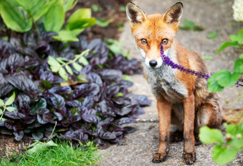 Portrait of a cute red fox cub sitting among garden flowers