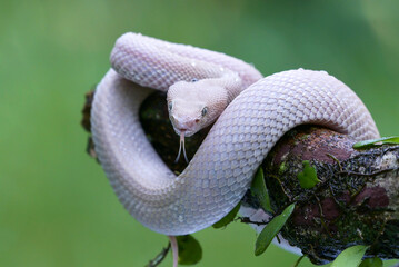 White mangrove pit viper on a tree