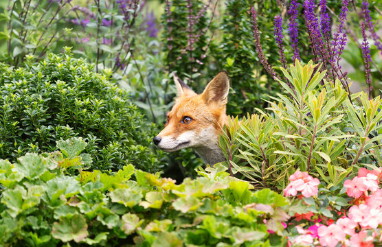 Portrait of a cute red fox cub among garden flowers