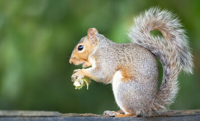 Portrait of a grey squirrel eating green hazelnut