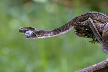Bengkulu cat snake (Boiga bengkuluensis)  was slithering on a tree branch